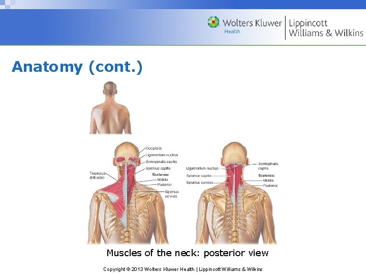 Anatomy (cont. ) Muscles of the neck: posterior view Copyright © 2013 Wolters Kluwer