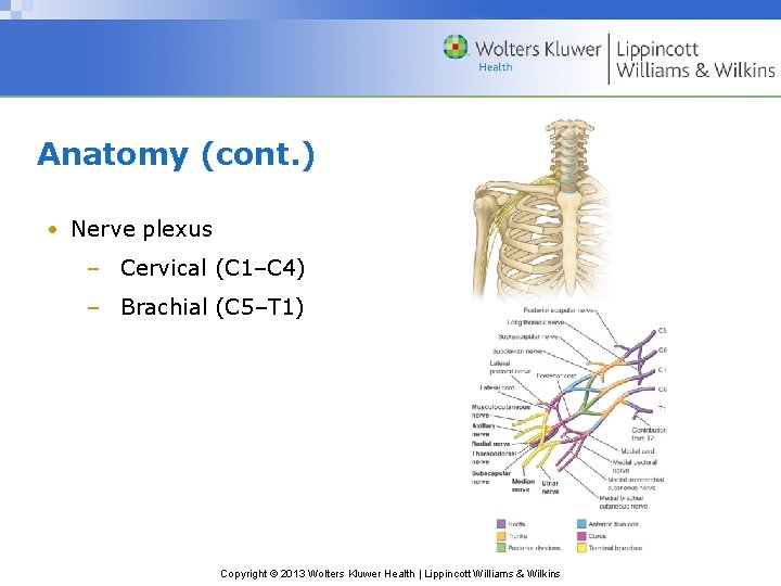 Anatomy (cont. ) • Nerve plexus – Cervical (C 1–C 4) – Brachial (C
