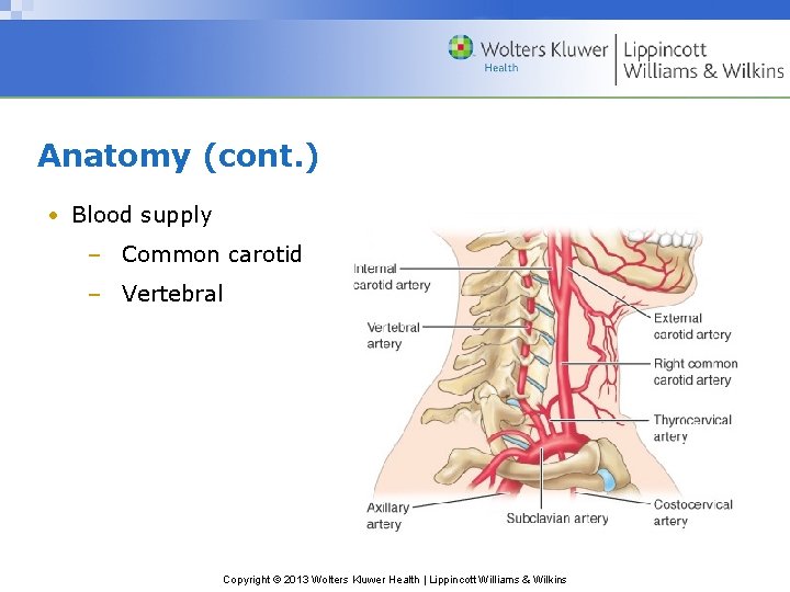 Anatomy (cont. ) • Blood supply – Common carotid – Vertebral Copyright © 2013