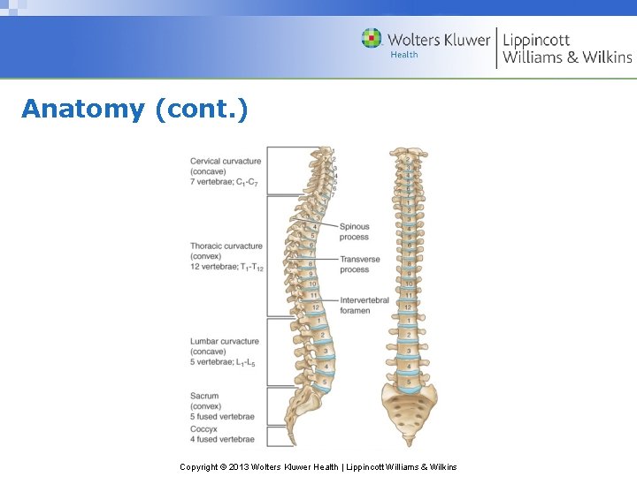 Anatomy (cont. ) Copyright © 2013 Wolters Kluwer Health | Lippincott Williams & Wilkins