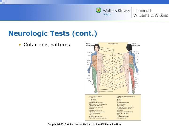 Neurologic Tests (cont. ) • Cutaneous patterns Copyright © 2013 Wolters Kluwer Health |