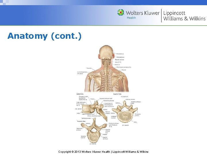 Anatomy (cont. ) Copyright © 2013 Wolters Kluwer Health | Lippincott Williams & Wilkins