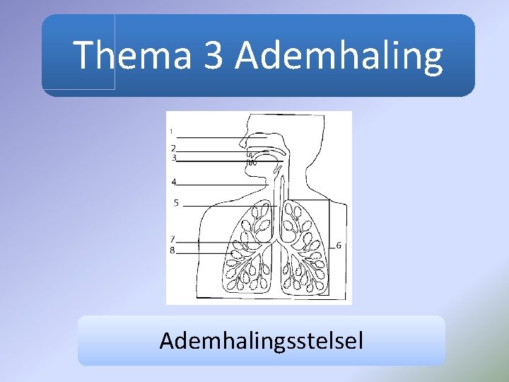 Thema 3 Ademhalingsstelsel 