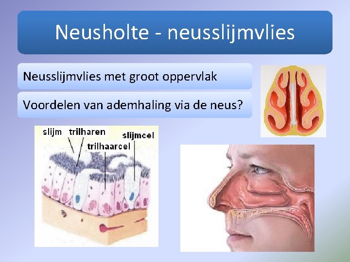 Neusholte - neusslijmvlies Neusslijmvlies met groot oppervlak Voordelen van ademhaling via de neus? 