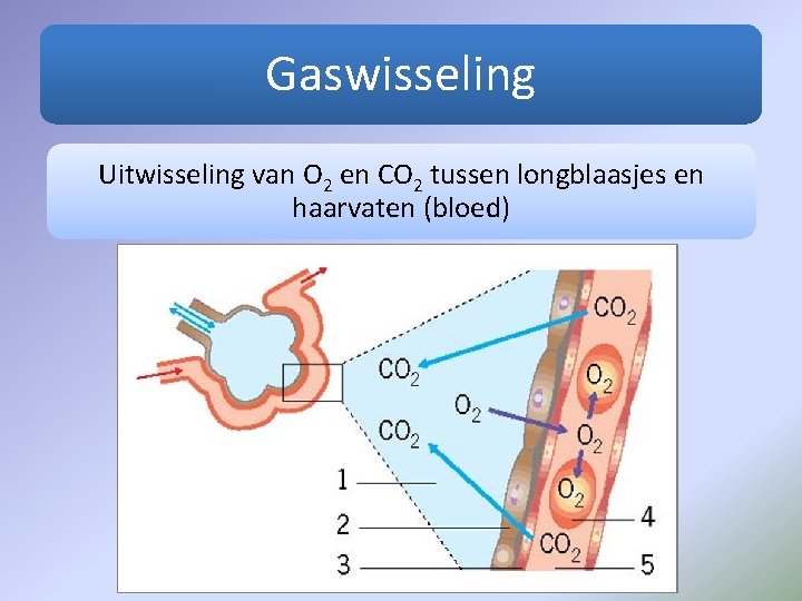 Gaswisseling Uitwisseling van O 2 en CO 2 tussen longblaasjes en haarvaten (bloed) 