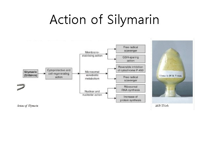 Action of Silymarin 