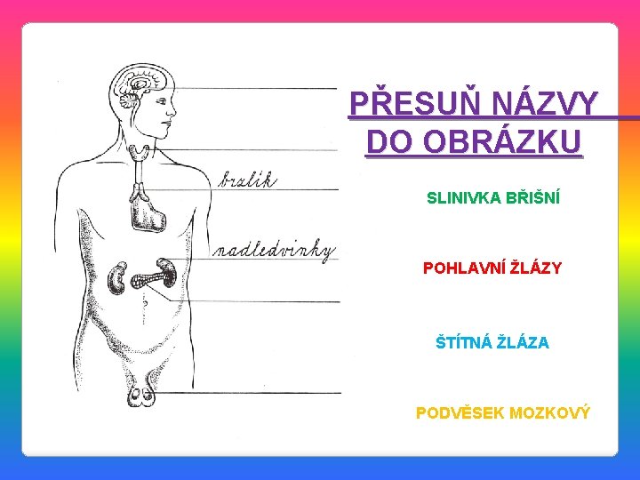 PŘESUŇ NÁZVY DO OBRÁZKU SLINIVKA BŘIŠNÍ POHLAVNÍ ŽLÁZY ŠTÍTNÁ ŽLÁZA PODVĚSEK MOZKOVÝ 