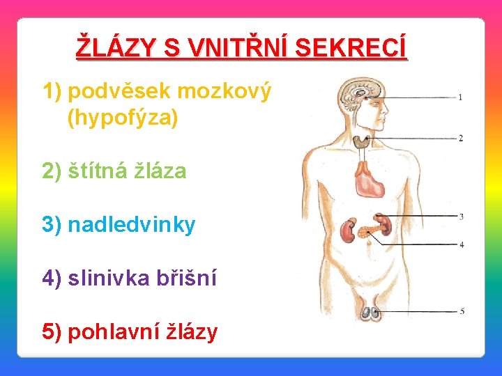 ŽLÁZY S VNITŘNÍ SEKRECÍ 1) podvěsek mozkový (hypofýza) 2) štítná žláza 3) nadledvinky 4)