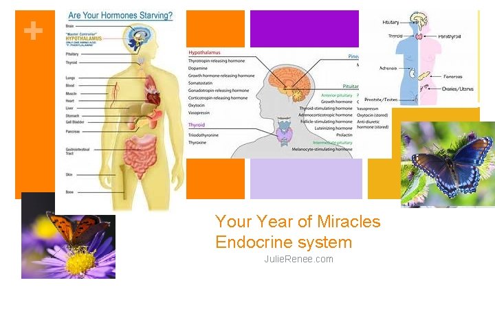 + Your Year of Miracles Endocrine system Julie. Renee. com 