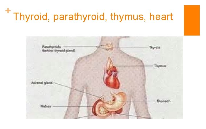 + Thyroid, parathyroid, thymus, heart 