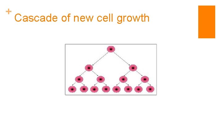 + Cascade of new cell growth 