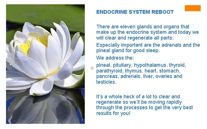 ENDOCRINE SYSTEM REBOOT Training One Brain Clearing There are eleven glands and organs that