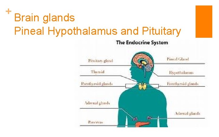 + Brain glands Pineal Hypothalamus and Pituitary 