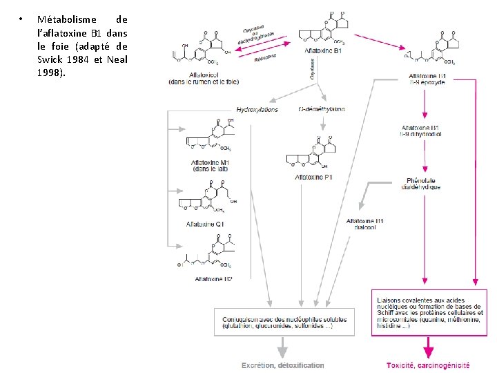  • Métabolisme de l’aflatoxine B 1 dans le foie (adapté de Swick 1984