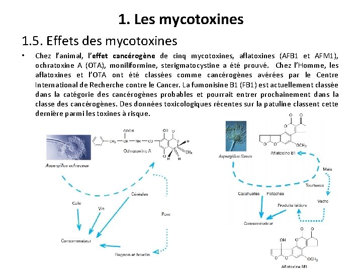 1. Les mycotoxines 1. 5. Effets des mycotoxines • Chez l’animal, l’effet cancérogène de