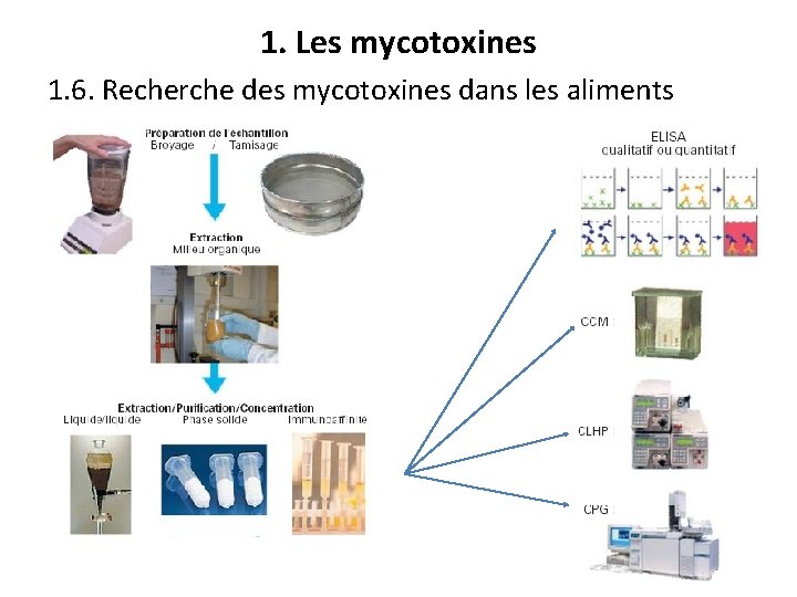 1. Les mycotoxines 1. 6. Recherche des mycotoxines dans les aliments 