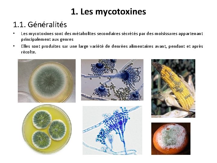 1. Les mycotoxines 1. 1. Généralités • • Les mycotoxines sont des métabolites secondaires