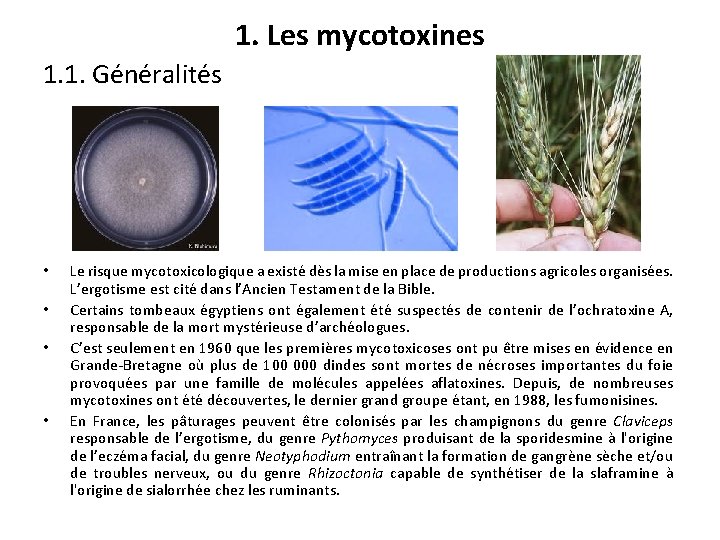 1. Les mycotoxines 1. 1. Généralités • • Le risque mycotoxicologique a existé dès