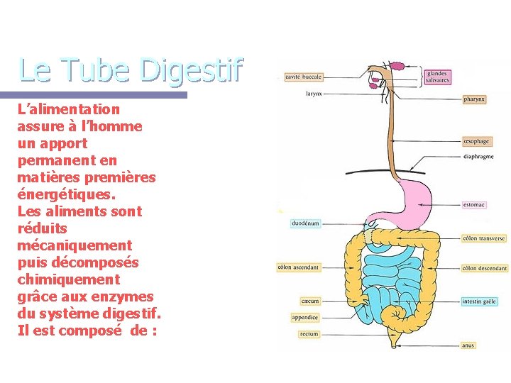 Le Tube Digestif L’alimentation assure à l’homme un apport permanent en matières premières énergétiques.