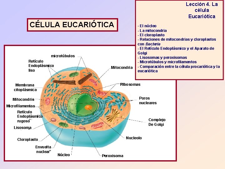 Lección 4. La célula Eucariótica CÉLULA EUCARIÓTICA microtúbulos Retículo Endoplásmico liso Mitocondria - El