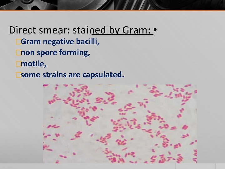 Direct smear: stained by Gram: • �Gram negative bacilli, �non spore forming, �motile, �some