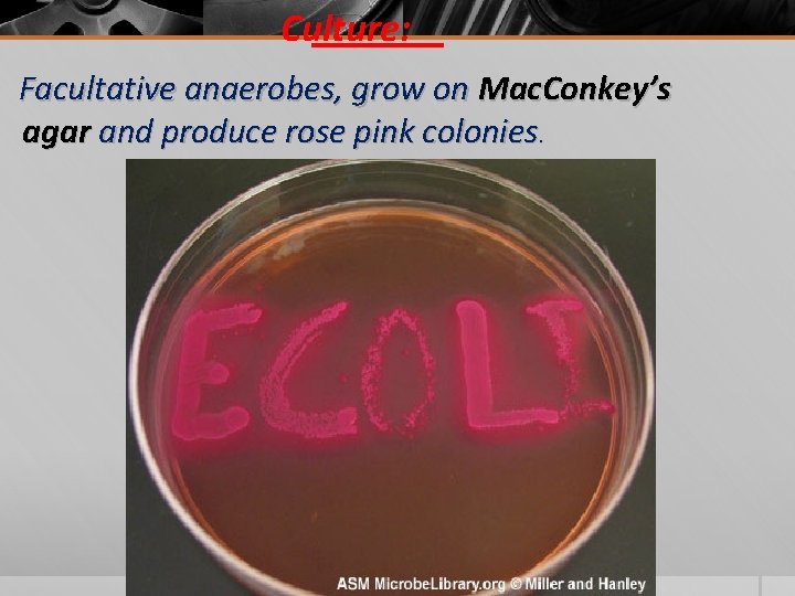 Culture: Facultative anaerobes, grow on Mac. Conkey’s agar and produce rose pink colonies. 