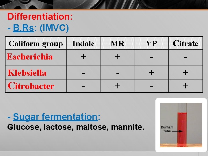Differentiation: - B. Rs: (IMVC) Indole MR VP Citrate Escherichia + + - -