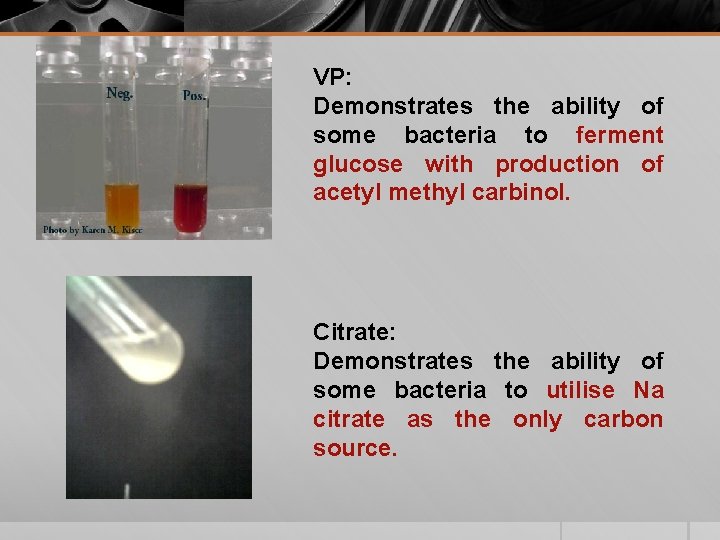 VP: Demonstrates the ability of some bacteria to ferment glucose with production of acetyl