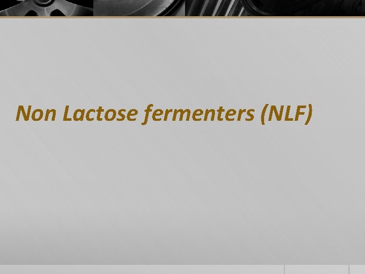 Non Lactose fermenters (NLF) 