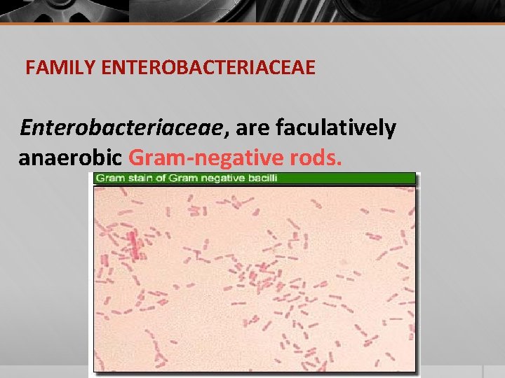 FAMILY ENTEROBACTERIACEAE Enterobacteriaceae, are faculatively anaerobic Gram-negative rods. 