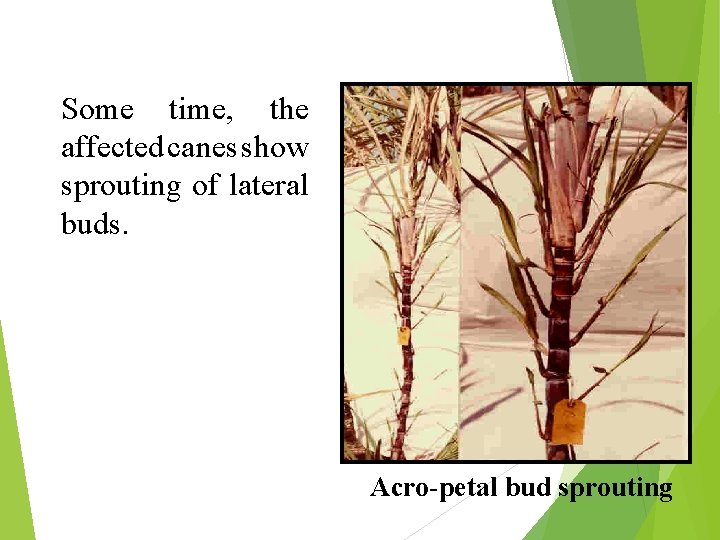 Some time, the affected canes show sprouting of lateral buds. Acro-petal bud sprouting Some time, the affected canes show sprouting of lateral buds. Acro-petal bud sprouting