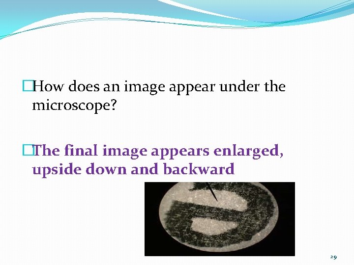 �How does an image appear under the microscope? �The final image appears enlarged, upside