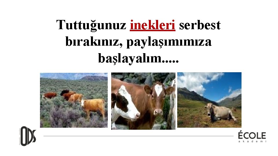 Tuttuğunuz inekleri serbest bırakınız, paylaşımımıza başlayalım. . . 