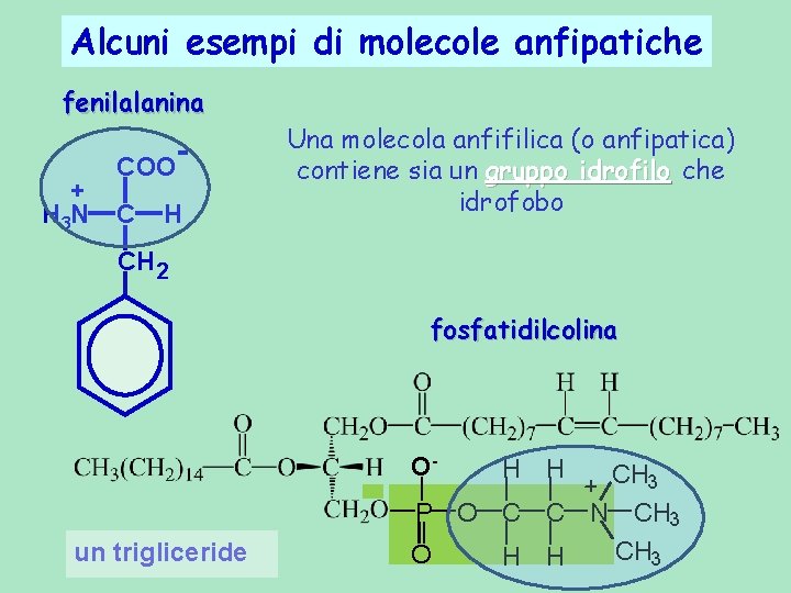 Alcuni esempi di molecole anfipatiche fenilalanina + H 3 N COO C H Una Alcuni esempi di molecole anfipatiche fenilalanina + H 3 N COO C H Una
