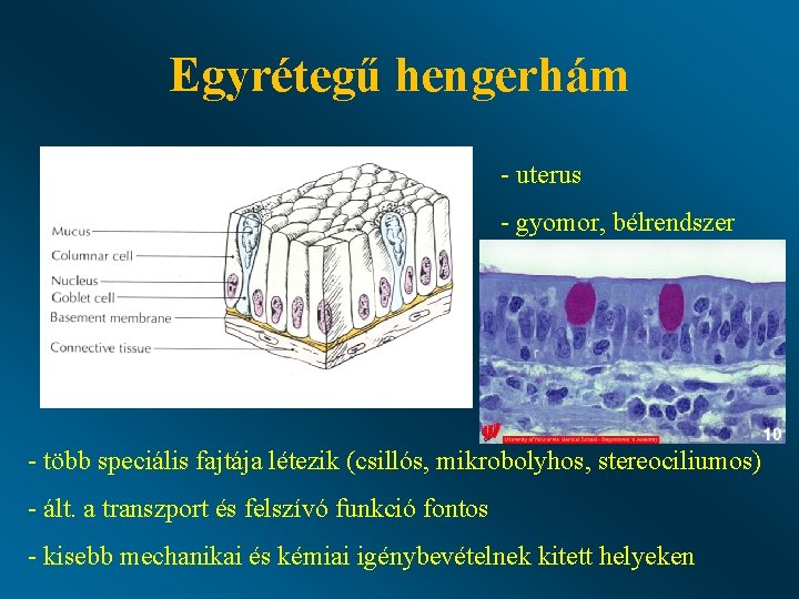 Egyrétegű hengerhám - uterus - gyomor, bélrendszer - több speciális fajtája létezik (csillós, mikrobolyhos,