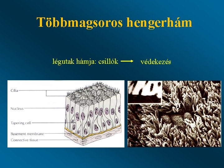 Többmagsoros hengerhám légutak hámja: csillók védekezés 