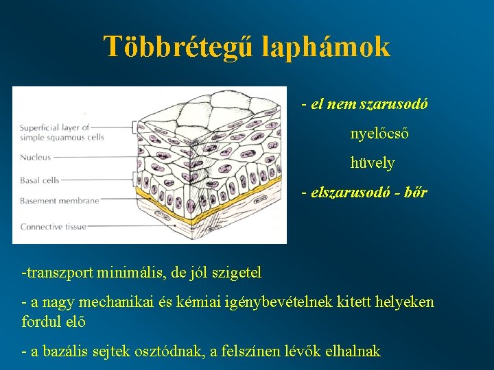 Többrétegű laphámok - el nem szarusodó nyelőcső hüvely - elszarusodó - bőr -transzport minimális,