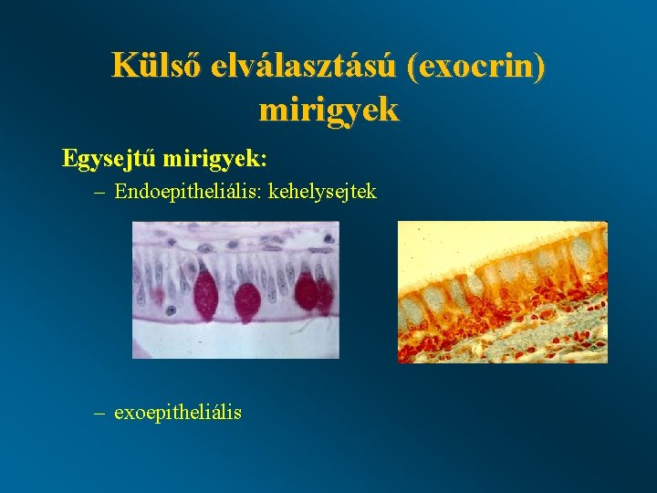 Külső elválasztású (exocrin) mirigyek Egysejtű mirigyek: – Endoepitheliális: kehelysejtek – exoepitheliális 