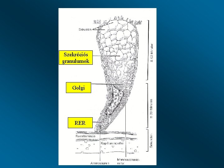 Szekréciós granulumok Golgi RER 