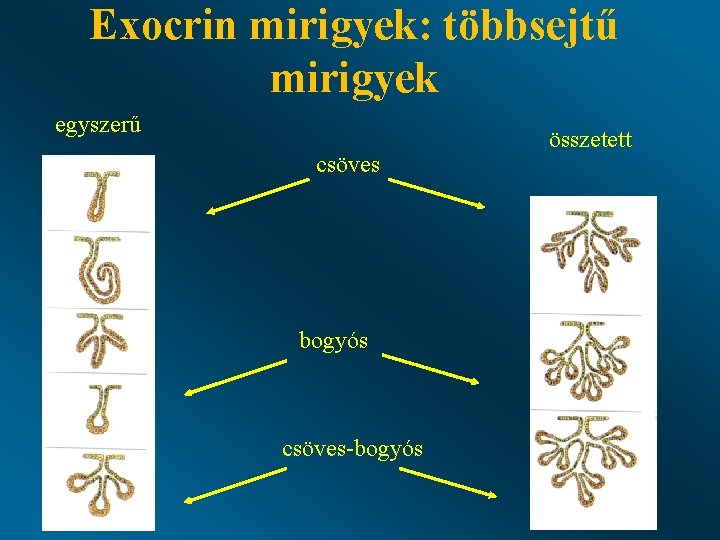 Exocrin mirigyek: többsejtű mirigyek egyszerű csöves bogyós csöves-bogyós összetett Exocrin mirigyek: többsejtű mirigyek egyszerű csöves bogyós csöves-bogyós összetett