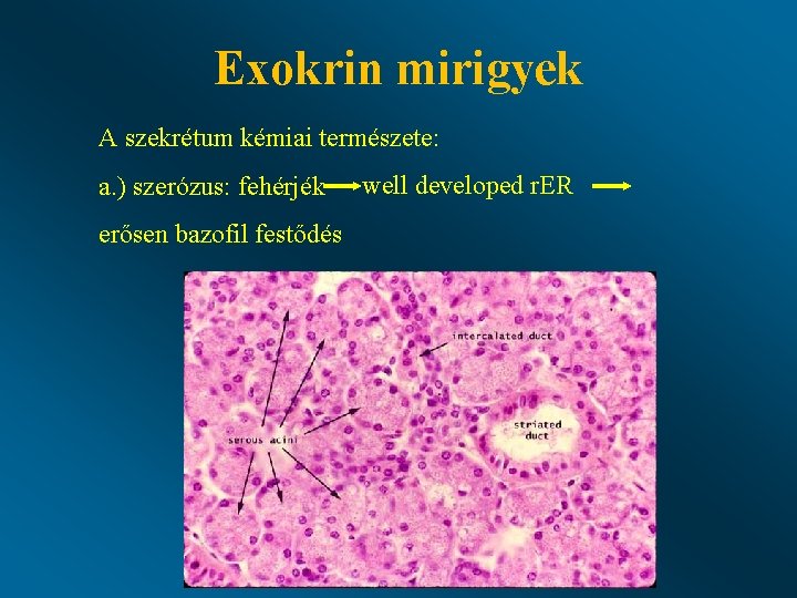 Exokrin mirigyek A szekrétum kémiai természete: a. ) szerózus: fehérjék erősen bazofil festődés well