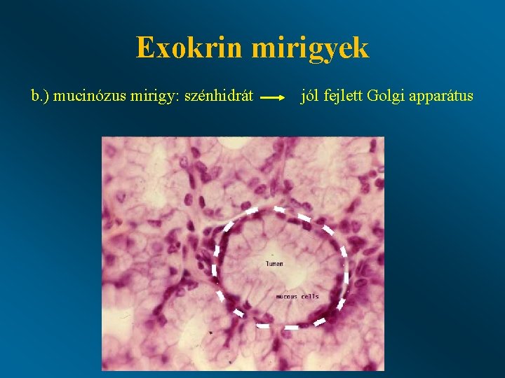 Exokrin mirigyek b. ) mucinózus mirigy: szénhidrát jól fejlett Golgi apparátus 