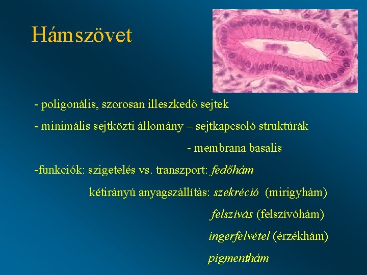 Hámszövet - poligonális, szorosan illeszkedő sejtek - minimális sejtközti állomány – sejtkapcsoló struktúrák -