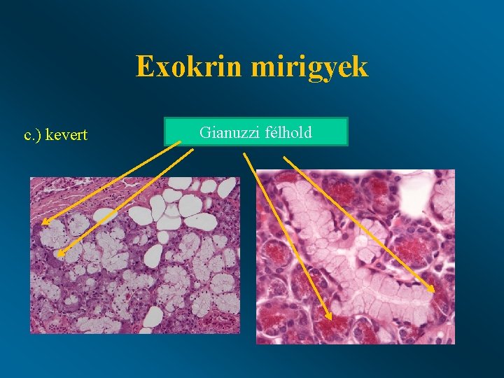 Exokrin mirigyek c. ) kevert Gianuzzi félhold 