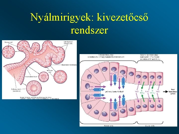 Nyálmirigyek: kivezetőcső rendszer Nyálmirigyek: kivezetőcső rendszer