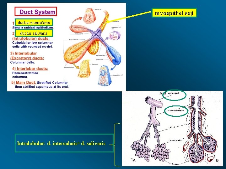 myoepithel sejt ductus intercalaris ductus salivaris Intralobular: d. intercalaris+d. salivaris 