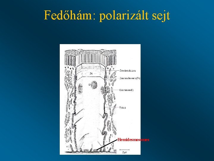 Fedőhám: polarizált sejt Hemidesmosomes 