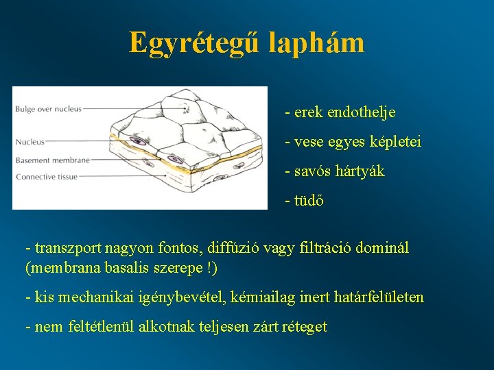 Egyrétegű laphám - erek endothelje - vese egyes képletei - savós hártyák - tüdő