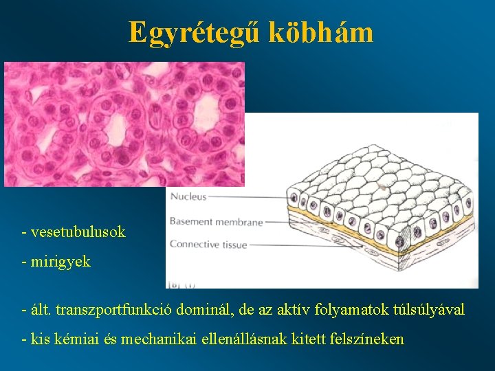 Egyrétegű köbhám - vesetubulusok - mirigyek - ált. transzportfunkció dominál, de az aktív folyamatok