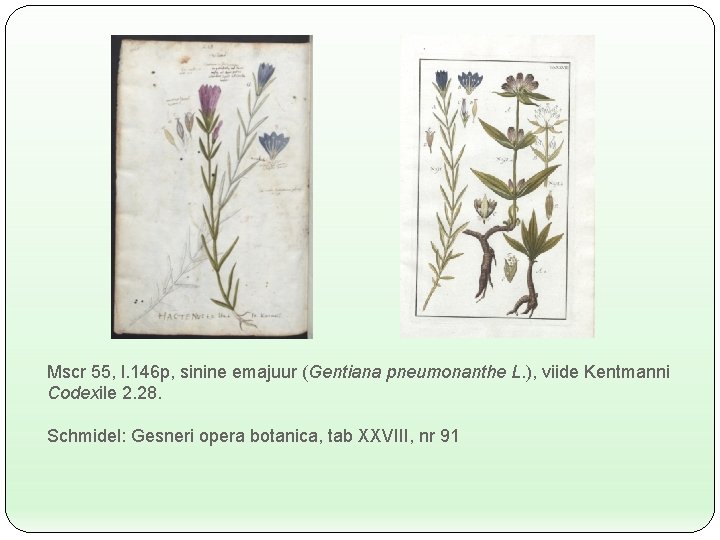 Mscr 55, l. 146 p, sinine emajuur (Gentiana pneumonanthe L. ), viide Kentmanni Codexile